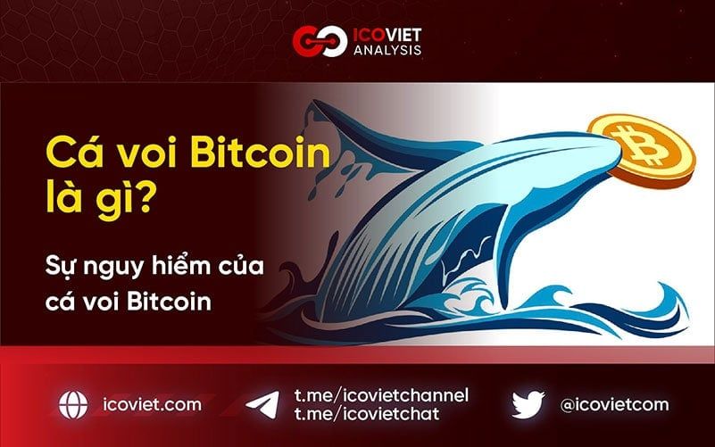 Cá voi Bitcoin là gì? Sự nguy hiểm của cá voi Bitcoin
