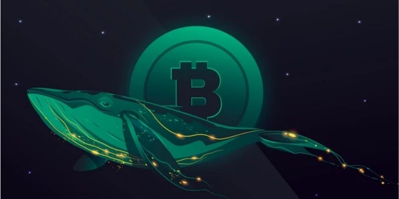 Cá voi Bitcoin là gì?