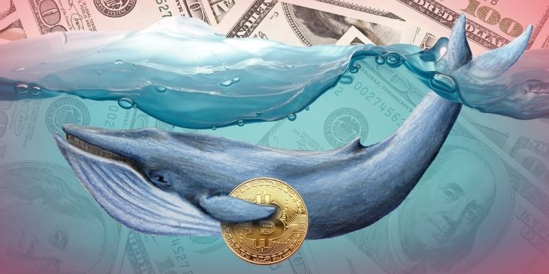 Cá voi Bitcoin là gì?