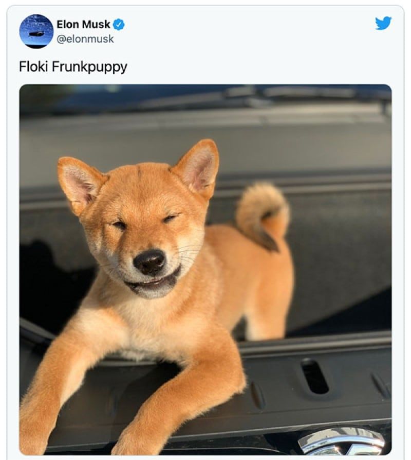 elon dog