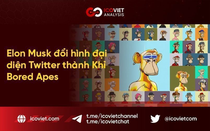 Elon Musk đổi hình đại diện Twitter thành Khỉ Bored Apes